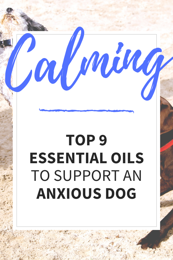 Calming Dogs Essential Oils