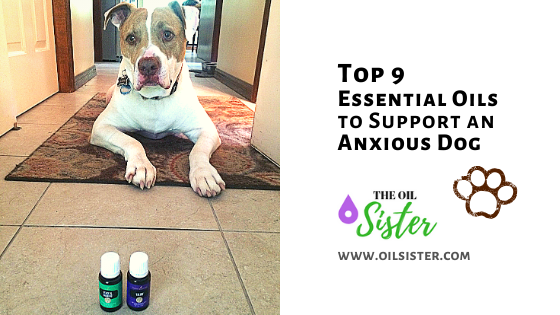 calming oils for dogs