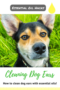 Cleaning dog ears with essential oils