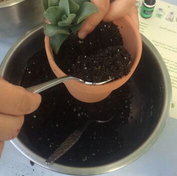 planting your succulent