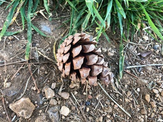 pine cone diffuser